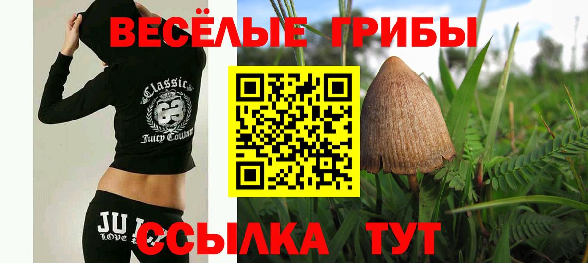 Псилоцибиновые грибы Psilocybe  Вход с VPN  Малгобек 